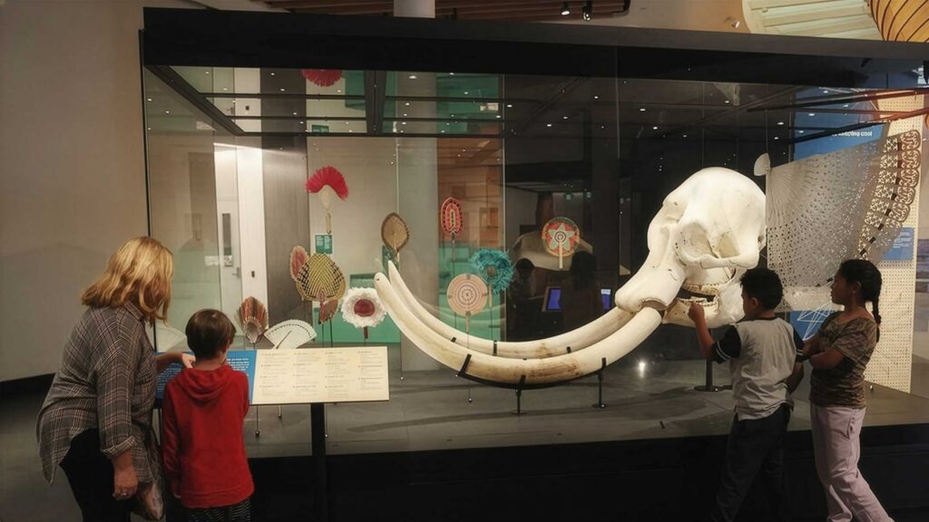 Large-Scale Museum Showcases | Te Whiwhinga the Imaginarium